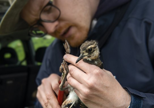 Close-up of a small bird being held by a person with a tool in their hand.