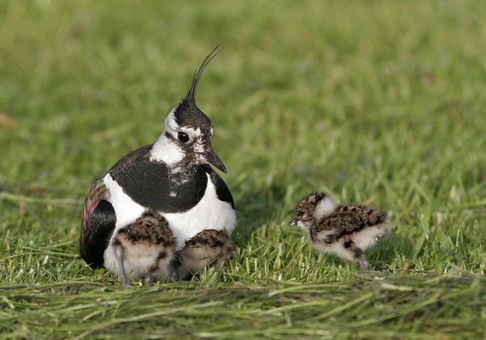 Adult bird being surrounded by juvenile bird chicks. The group is sitting on grass.