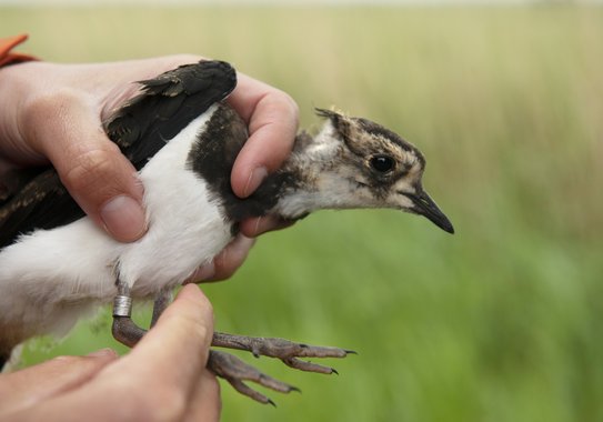 Close-up of a bird being held by a person.