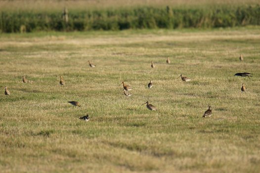 Adult and juvenile Black-tailed Godwits (and two Lapwings) on a recently mown meadow. Photo: C. Marlow/NLWKN