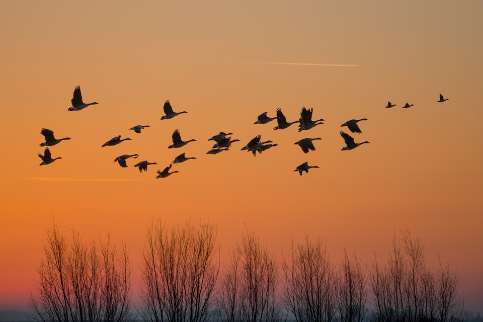 Dawn with geese flying above treetrops in Freiburg/Elbe next to the project area Unterelbe. Photo: G.-M. Heinze/NLWKN