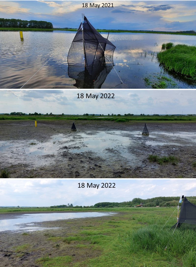Hydrological conditions at the same site at the Dümmer area in 2021 and 2022. Photos: R. Howison/RUG, C. Poitzsch/Natur- und Umweltschutzvereinigung Dümmer e. V.