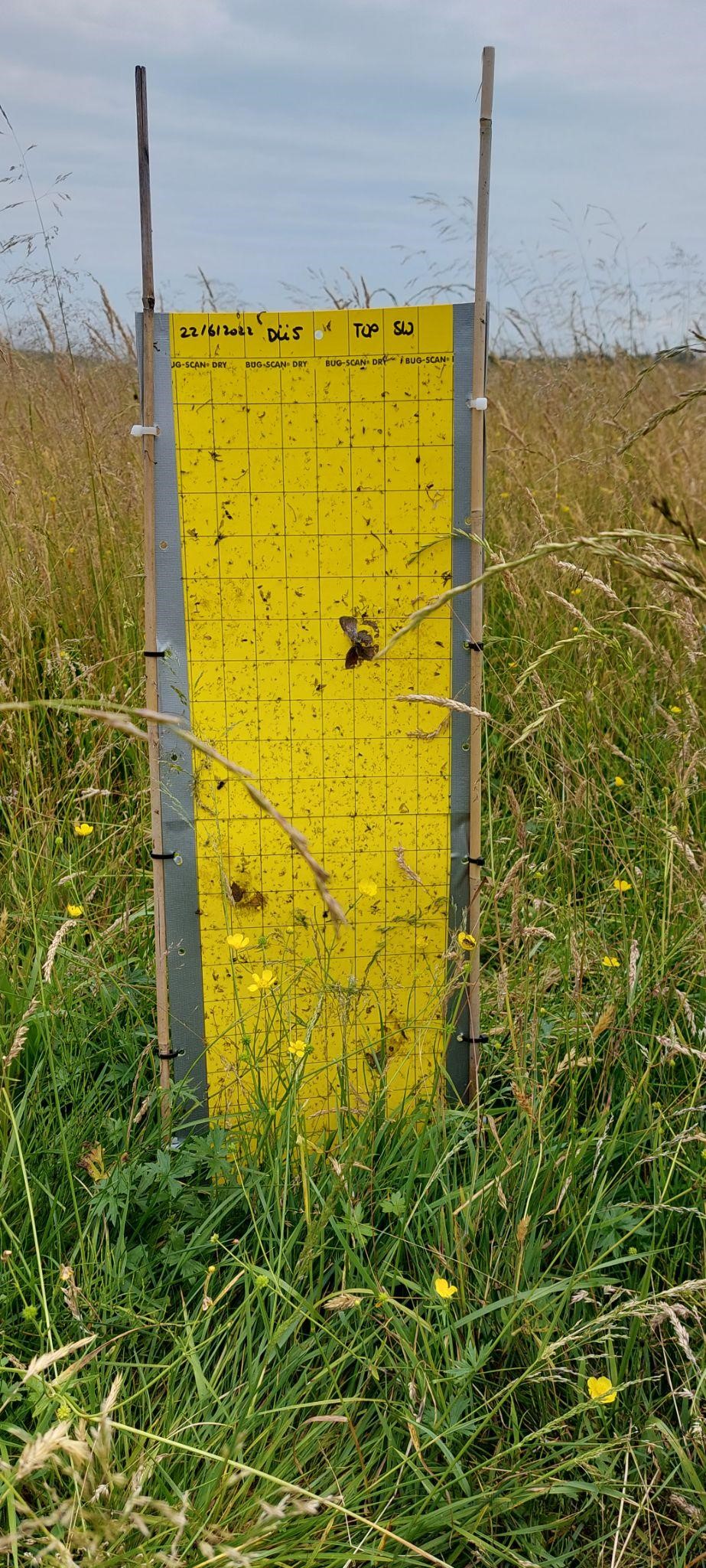 Sticky trap used for the monitoring of flying insects. Photo: C. Poitzsch/Natur- und Umweltschutzvereinigung Dümmer e. V.