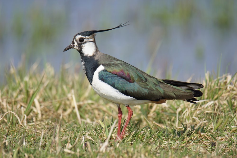 Northern Lapwing portrait. Photo: C. Marlow/NLWKN