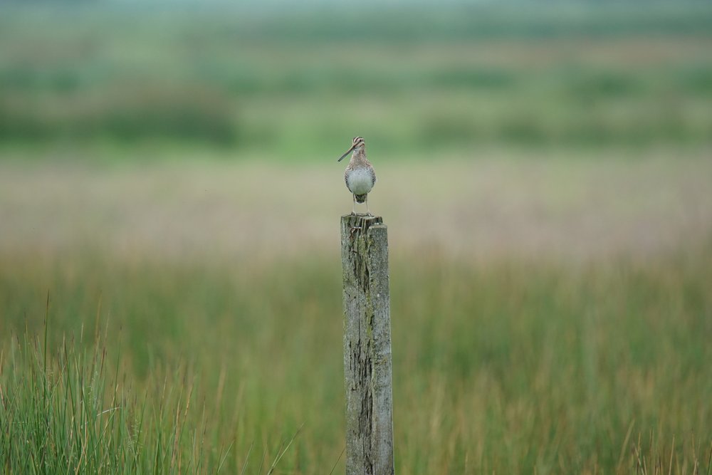 Common Snipe sitting on a post. Photo: C. Marlow/NLWKN