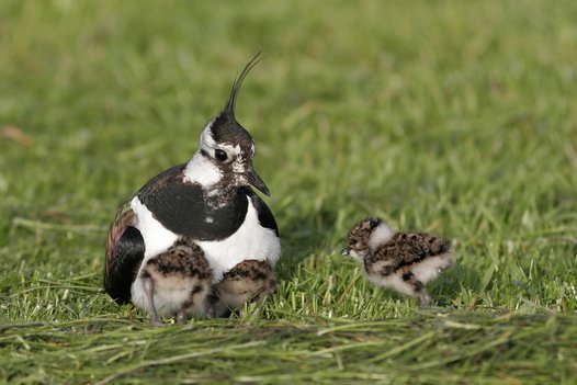 Northern Lapwing with three young chicks. Photo: T. Krüger/NLWKN