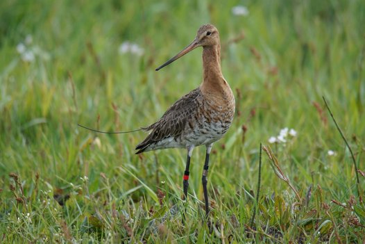 Black-tailed Godwit with clearly visible colour rings and the antenna of its GPS transmitter. Photo: C. Marlow/NLWKN