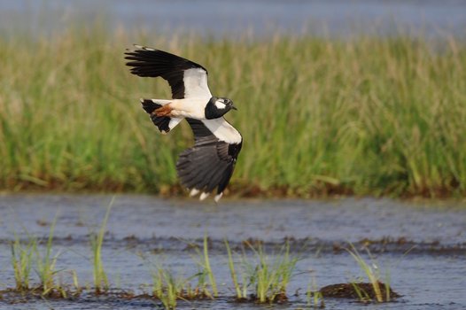 A Northern Lapwing flying close to the ground in the project area Dümmer. Photo: O. Lange/NLWKN