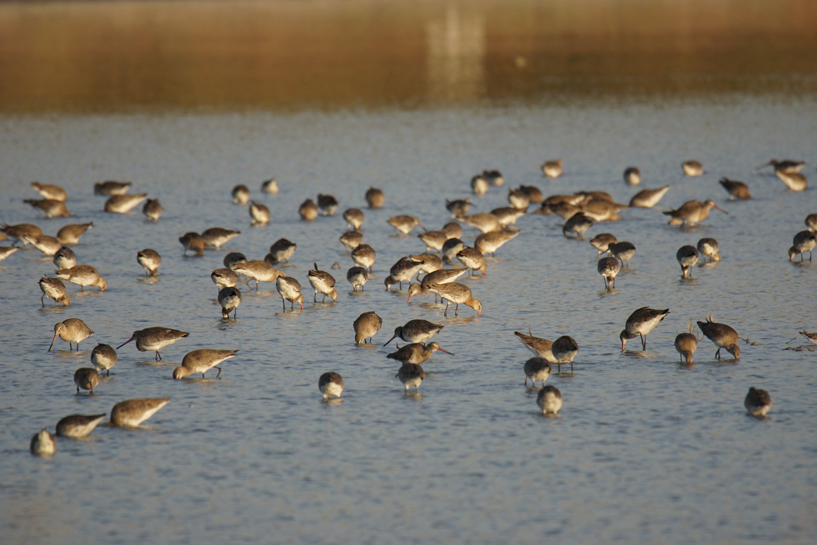 A large group of Black-tailed Godwits standing in shallow water in the Guembeul Natural Reserve in Senegal. Photo: C. Marlow/NLWKN