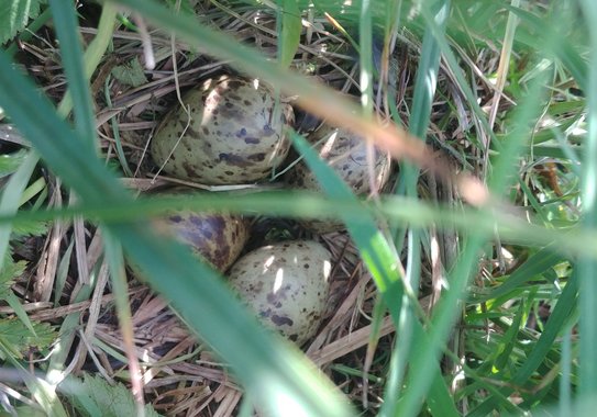 Top-down view of a bird nest on the ground. Inside the nest made from dry grass lie four brown-dotted eggs. Above and to the sides of the nest is tall grass.