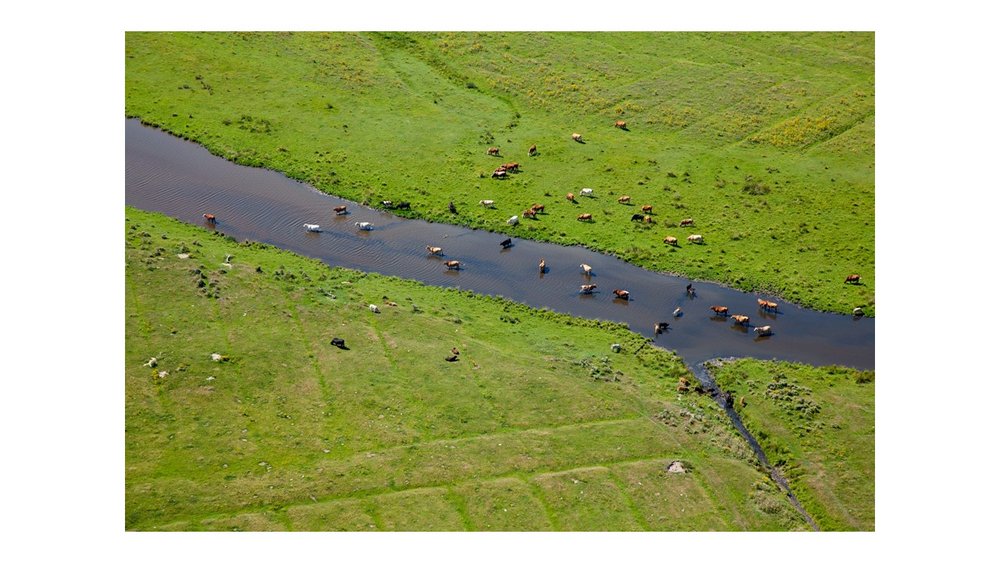 Cattle used for extensive grazing take a bath in the Tüskendörkill. Photo: NLPV