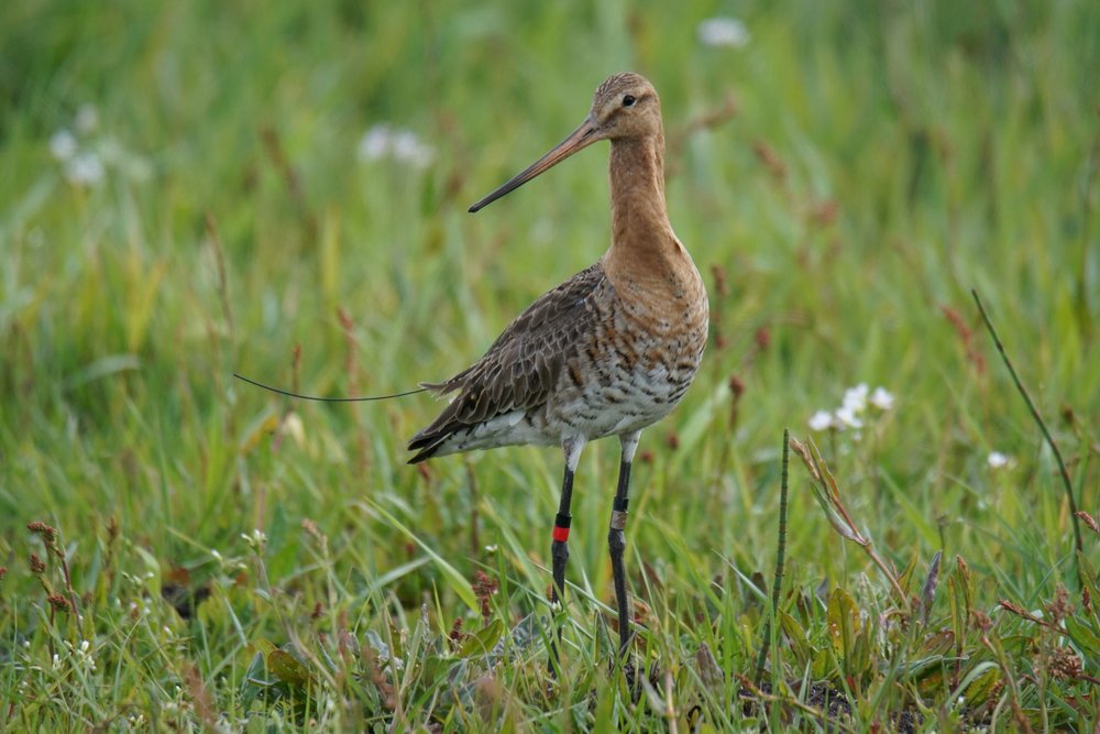 Godwit with visible GPS antenna. Photo: H. Belting/NLWKN