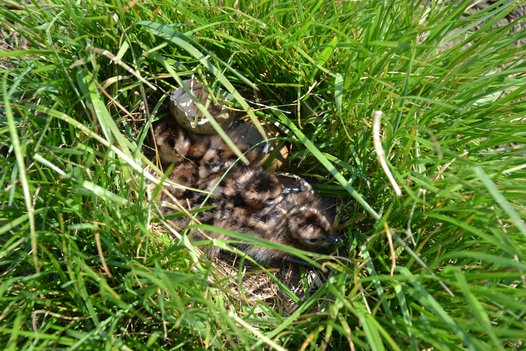 Recently hatched Black-tailed Godwit chicks in the nest. Photo: J. Melter/BIOCON