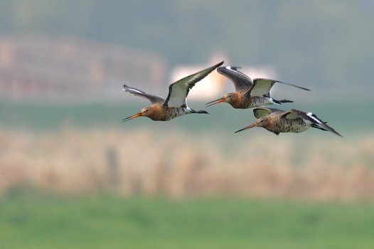 Flying Black-tailed Godwits in the project area Dümmer. Photo: O. Lange/NLWKN