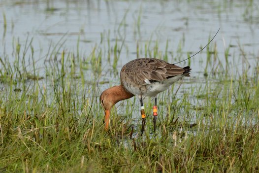 Black-tailed Godwit with clearly visible colour rings and the antenna of its tracking device. Photo: C. Marlow/NLWKN