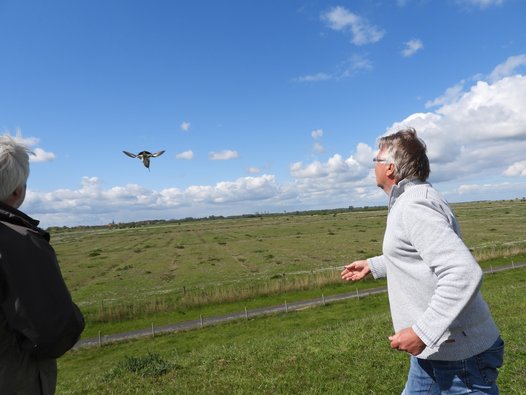 The bird is successfully flying away after the GPS tagging. Photo: H. Lemke/NLWKN