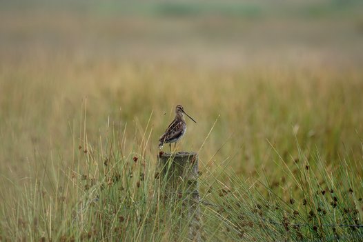 Common Snipe standing on a fence post. Photo: C. Marlow/NLWKN