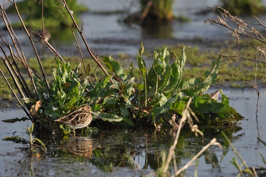 Common Snipes are well-camouflaged birds. Their plumage helps them to blend in with the environment. Photo: O. Lange/NLWKN