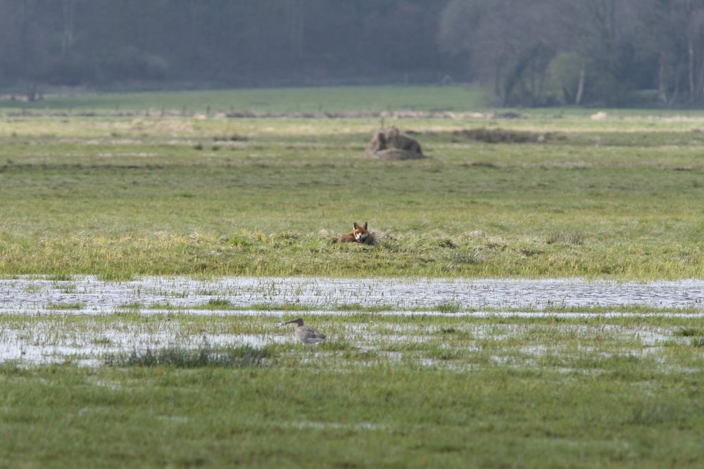 A Curlew is being observed by a fox in the Bornhorster Huntewiesen nature reserve. Photo: V. Moritz