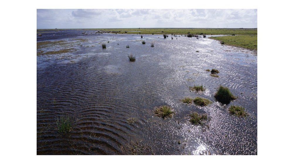 Water retention on grassland near the Tüskendörsee on the island of Borkum. Photo: G. Reichert/NLPV