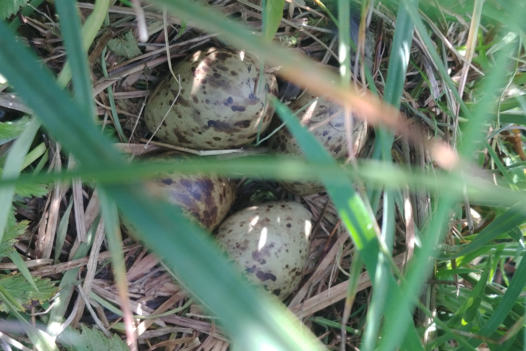 Well-hidden clutch of the Common Snipe. These birds build their nest in tall grass to avoid predators. Photo: K. Obracay/NLWKN