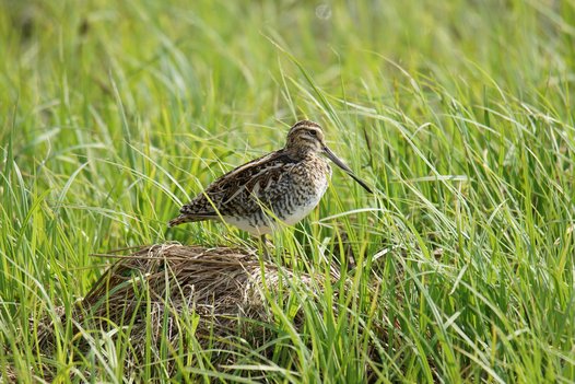 A Common Snipe that stands on a pile of mown grass to look above the surrounding vegetation. Photo: C. Marlow/NLWKN