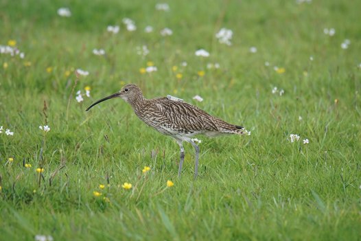 Eurasian Curlew with visible GPS transmitter on its back. Photo: C. Marlow/NLWKN