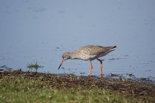 A Redshank foraging next to a body of water. Photo: C. Marlow/NLWKN