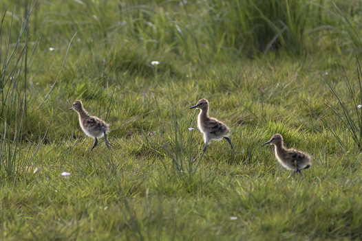 Young Black-tailed Godwit chicks. Photo: T. Krüger/NLWKN