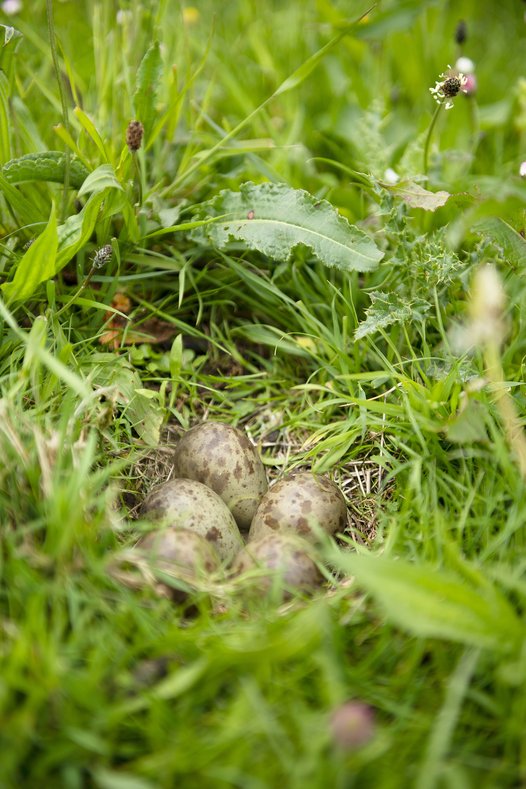 Black-tailed Godwit clutch. Meadow birds usually lay four eggs. Photo: J. Ahrendt-Hitzegrad