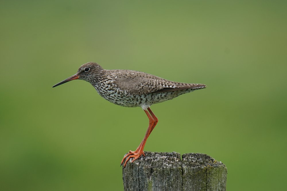 Portrait of a Common Redshank standing on a wooden post. Photo: C. Marlow/NLWKN