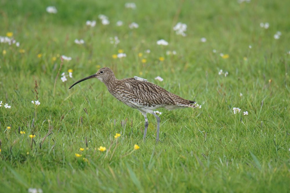 Eurasian Curlew with a GPS transmitter on its back. Photo: C. Marlow/NLWKN
