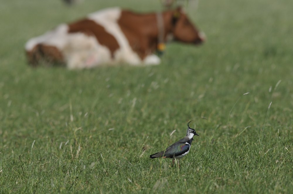 Lapwing on a meadow that is being grazed by cattle. Photo: G. Reichert/NLPV
