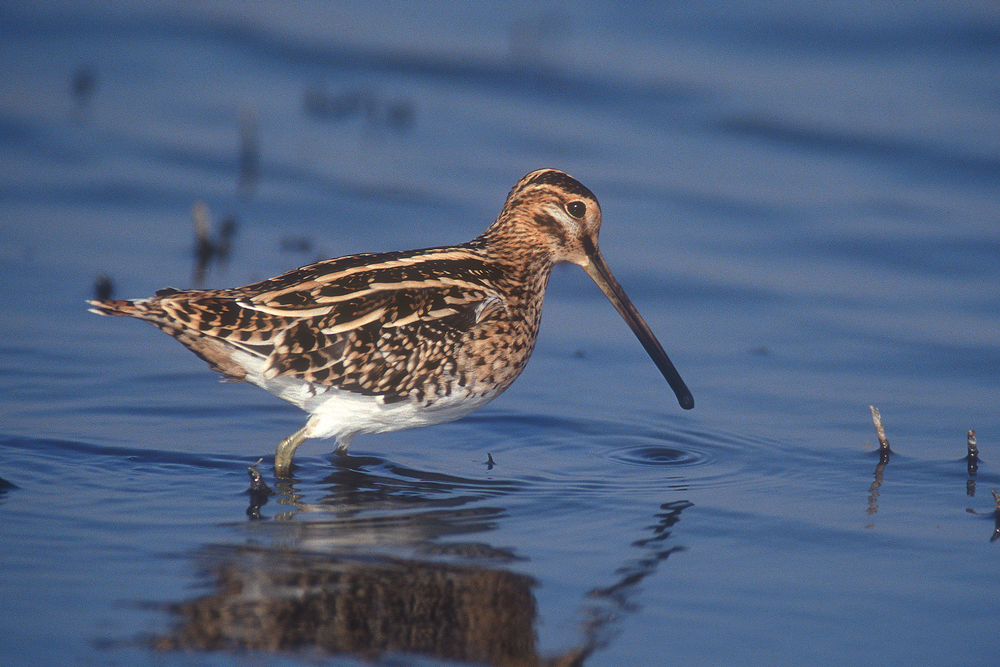 A Common Snipe foraging in shallow water. Photo: G. Reichert/NLPV