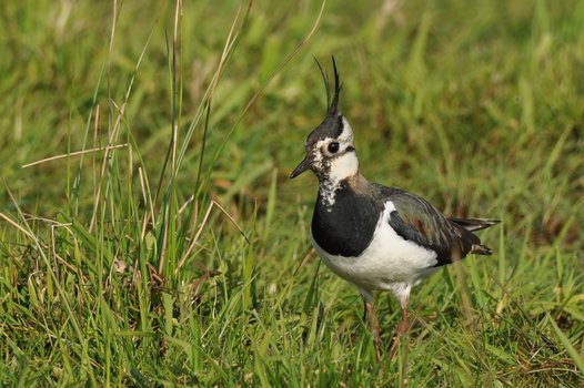 A Northern Lapwing with the clearly visible characteristic crest feathers. Photo: O. Lange/NLWKN