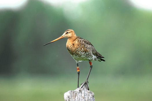 Black-tailed Godwit portrait with clearly visible colour rings. The rings are used for individual identification. Photo: C. Marlow/NLWKN