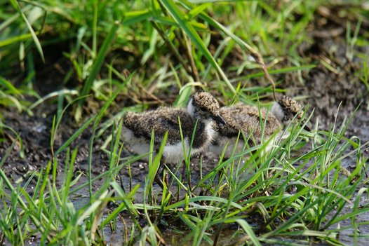Young Northern Lapwing chicks. Photo: C. Marlow/NLWKN
