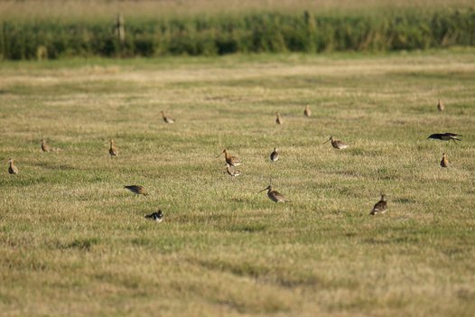 Adult and juvenile Black-tailed Godwits on a mown meadow. Photo: C. Marlow/NLWKN