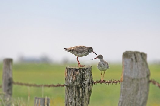 A breeding pair of Redshanks on a fence. Photo: G.-M. Heinze/NLWKN