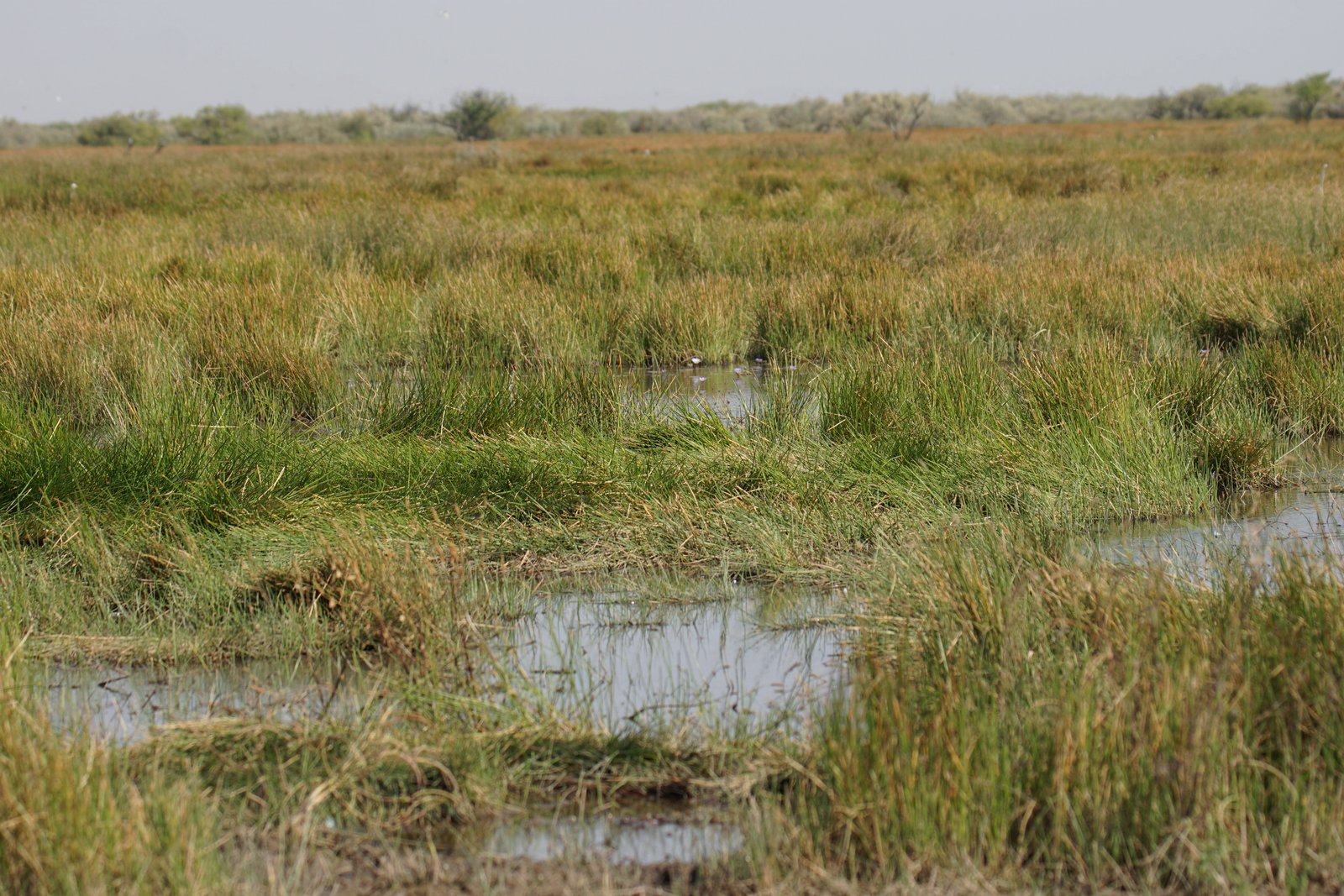 Habitat in the wintering grounds of the Black-tailed Godwit. Grassland-water mosaic in the Djouj National Park, Senegal. Photo: C. Marlow/NLWKN