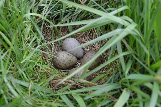 Black-tailed Godwit clutch. Meadow birds usually lay four eggs. Photo: J. Melter/BIOCON