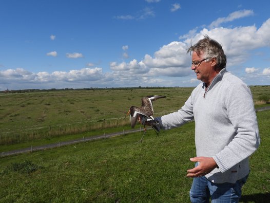 Johannes Melter releases the Black-tailed Godwit back into the wild. Photo: H. Lemke/NLWKN