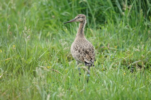 Juvenile Black-tailed Godwit with visible colour rings and the antenna of its GPS transmitter. Photo: C. Marlow/NLWKN