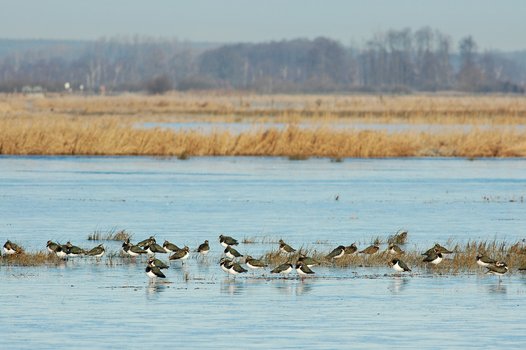 A group of Northern Lapwings resting in shallow water. Photo: O. Lange/NLWKN