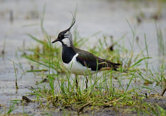 A Lapwing seen from the side. It stands on a small patch of grass surrounded by flat-flooded grassland.