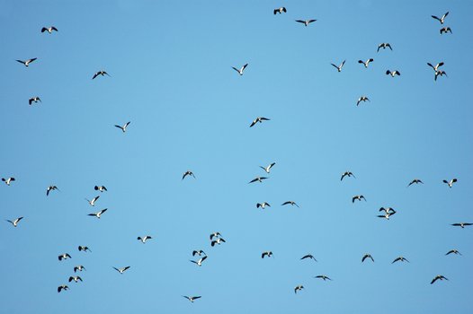 A flock of flying Northern Lapwings. Photo: O. Lange/NLWKN