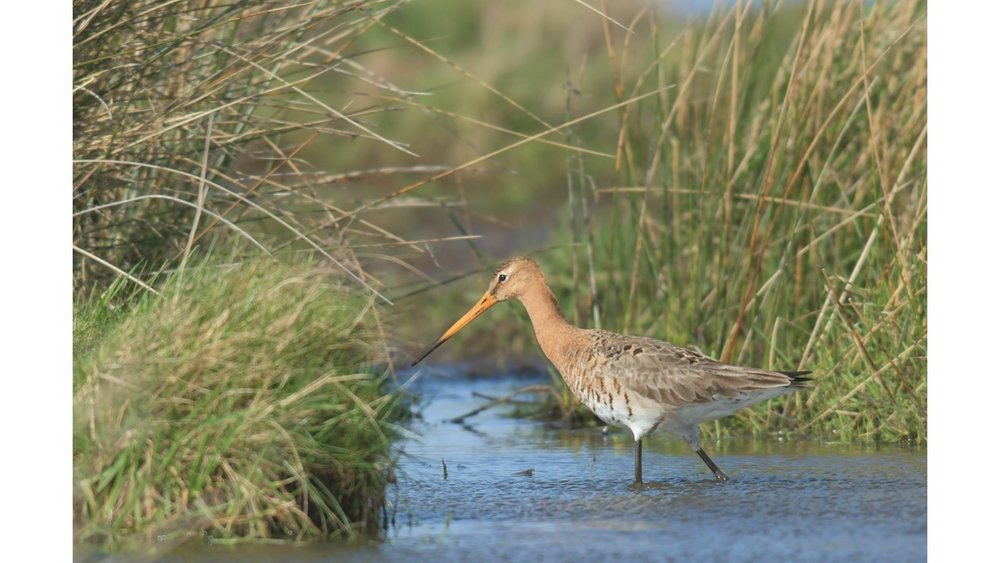 A Black-tailed Godwit foraging in shallow water on the island of Borkum. Photo: G. Reichert/NLPV