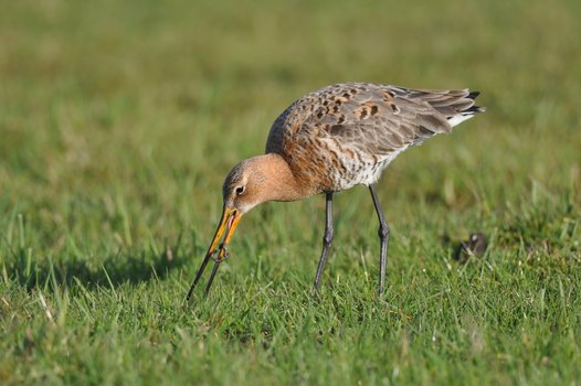 A foraging Black-tailed Godwit with an earthworm. Photo: O. Lange/NLWKN